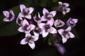 Houstonia purpurea
